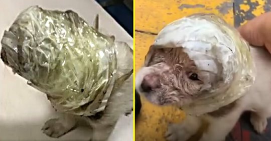 Ausgesetzter Welpe mit einer Plastiktüte um den Kopf wird von Rettern gefunden und gesund gepflegt