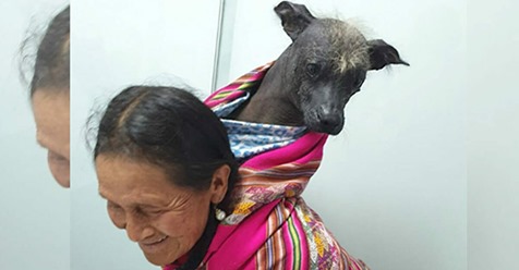 Alte Frau trägt ihren kranken Hund „Lucas“ kilometerweit auf dem Rücken zum Tierarzt