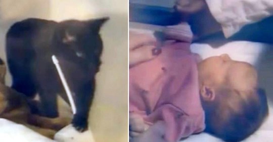 Schwarze Katze macht beängstigende Geräusche über das Babyphone und nachdem die Mutter das Zimmer des Babys kontrolliert hat, stürzt sie zum Telefon