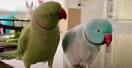Liebende Papageien führen ein auffallend menschenähnliches Gespräch