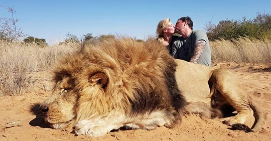 Wütende Tierschützer: Trophäenjäger küssen sich provokant hinter erschossenem Löwen