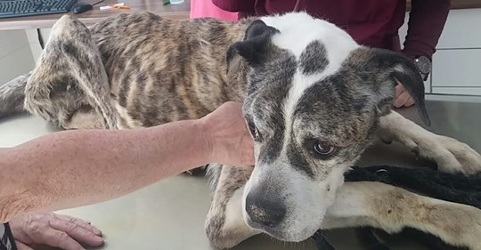 Hundekot und  Urin tropfte von Balkon: Abgemagerte Hündin Cica wird gerettet – Hilfe kam leider zu spät