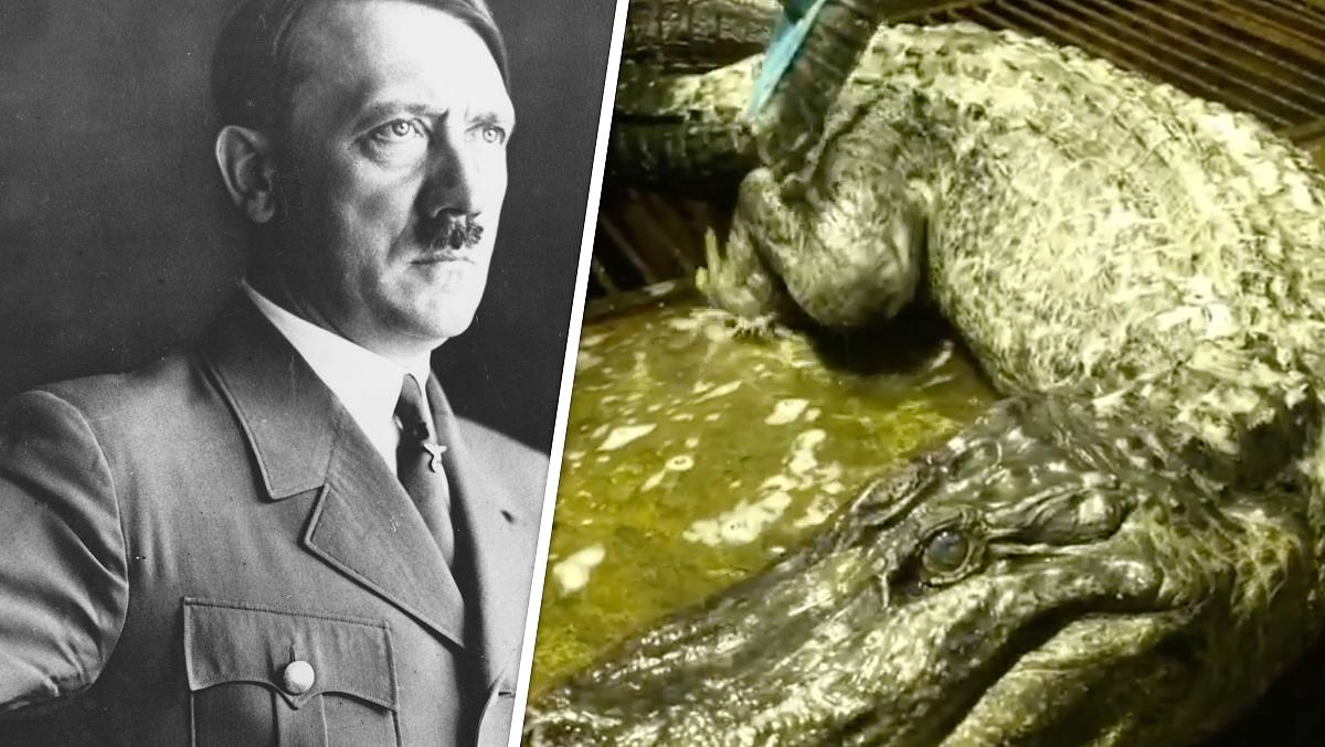 Alligator entkam in Bombennacht 1943 aus Berliner Zoo   jetzt ist er in Moskau gestorben