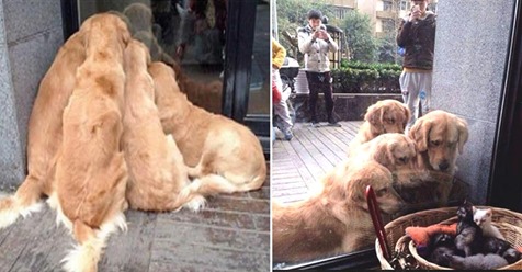 Diese Golden Retriever zeigen, was für gute Hunde sie sind