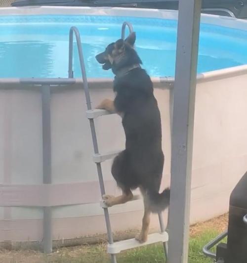 Die Besitzer erwischten ihren Deutschen Schäferhund dabei, als er auf eine Leiter geklettert ist, um schwimmen zu gehen