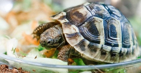 'Haustier' Gretel in Holzkirchen ausgebüxt: Schildkröte nach 47 Jahren verschwunden