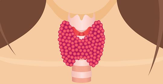 Schilddrüsenerkrankung: Wissenswertes über die Schilddrüse