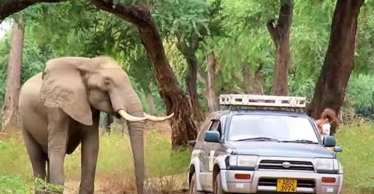 Elefant mit einer Kugel im Kopf bittet Tierärzte um Hilfe