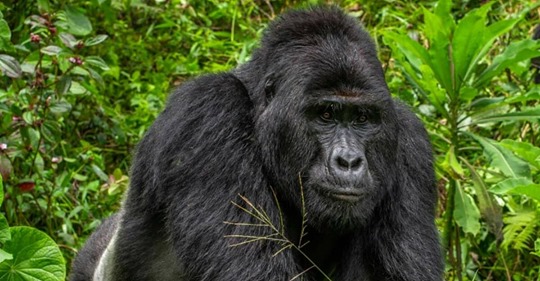 Rafiki, bekannter und gefährdeter Silberrücken-Gorilla, wurde hinterrücks von Wilderern getötet