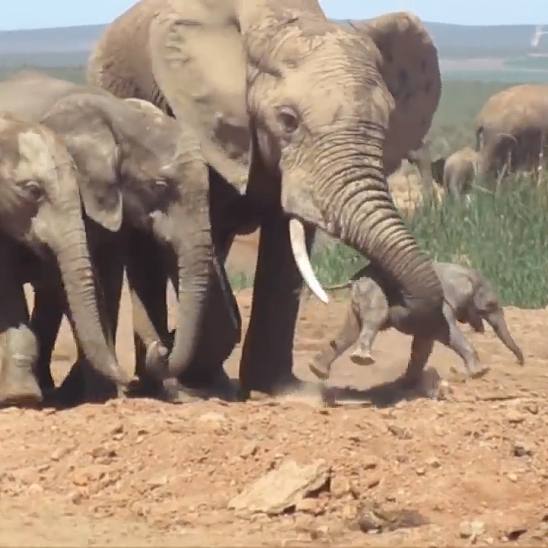 Gnadenloser Elefantenbulle wirbelt Jungtier durch die Luft - Safari-Besucher leiden mit