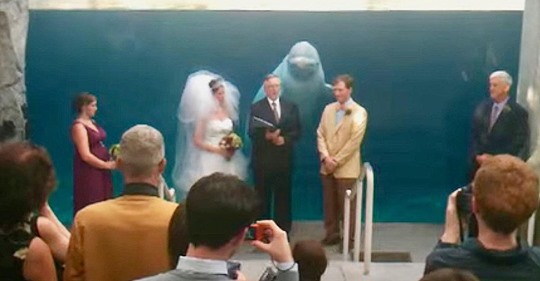 Gäste bei Aquarium Hochzeit vom Beluga Wal überrascht