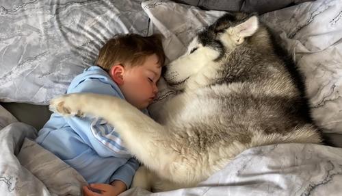 Ein dickköpfiger Husky weigert sich, das Bett zu verlassen und schläft beim Kuscheln mit dem Baby ein