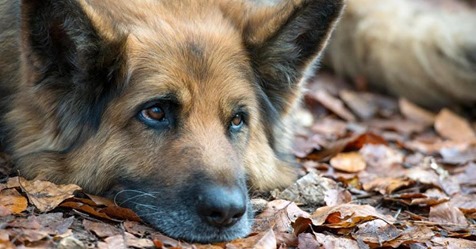 Rührende Aktion: Retter trösten völlig verängstigten Hund nach Autobahn Crash