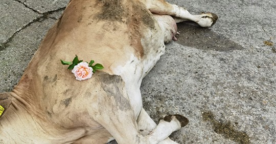 Schwangere Kuh durch Müll von innen aufgeschlitzt: Ungeborenes Kalb und Mutter tot