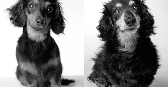 Berührendes Fotoprojekt zeigt, wie schnell Hundejahre vergehen
