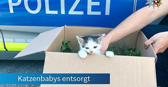 Baby Katzen auf Landstraße wohl aus fahrendem Auto geworfen   Polizei sucht Zeugen