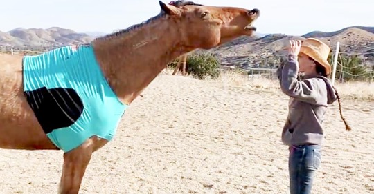 Diese Frau tanzt mit ihrem Pferd einen  Line Dance  und bringt die Git Up Challenge auf ein neues Level