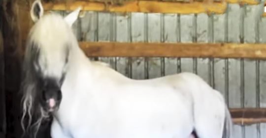 Verlassenes Pferd mit 3 Fuß langen Hufen aus der Scheune gerettet, wo er über 10 Jahre allein war
