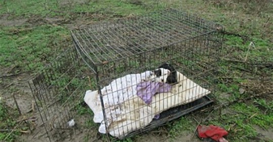 Hungernder, frierender Welpe mit Bissspuren übersäht & in Käfig mitten auf einem Feld ausgesetzt