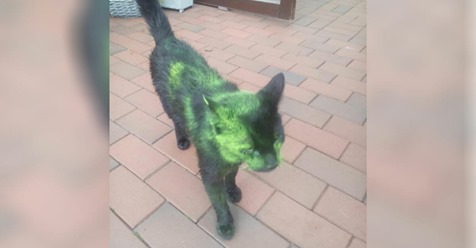 Katzen mit giftiger Farbe besprüht: Deutsche Gemeinde in Angst vor Tierhasser