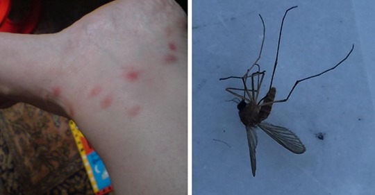 9 Mythen über Mücken, die einer Aufklärung bedürfen