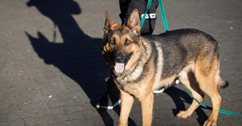 Erster Hund mit Covid 19 in den USA gestorben – ist auch mein Haustier bedroht?