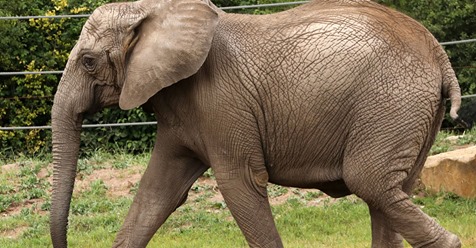 Thüringer Zoopark Erfurt freut sich über erstes Elefantenbaby