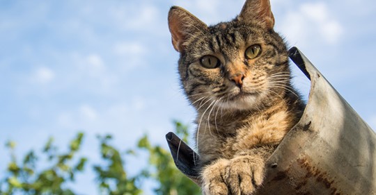 Hessen: Feuerwehr rettet Katze aus Dachrinne!