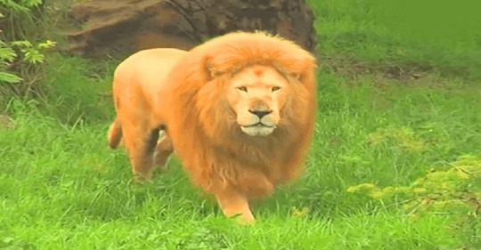 Ein Löwe langweilte sich   der Zoowärter warf ihm ein Spielzeug zu, wurde aber durch die Reaktion des Löwen völlig überrascht
