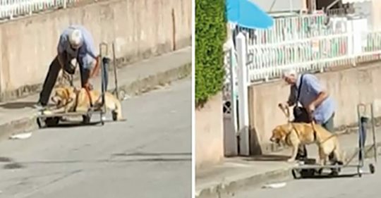 Rentner schiebt seinen alten, kranken Hund im Einkaufswagen Gassi