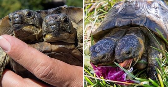Zweiköpfige Schildkröte feiert 23. Geburtstag: ‚Janus‘ ist der Älteste seiner Art