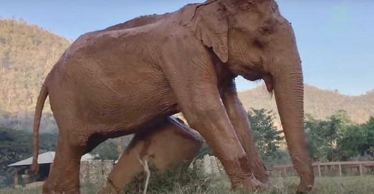 Elefant weint, nachdem er nach 50 Jahren Misshandlung gerettet wurde