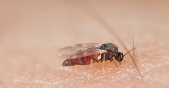 Warum der Biss der Kriebelmücke so gefährlich ist