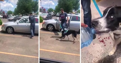 Fremder befreit Hund aus glühend heißem Auto und wartet auf den Besitzer, um ihn zu konfrontieren