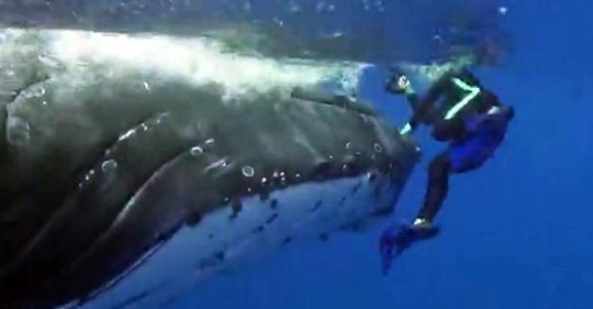 Wal rettet Taucherin vor einem Hai