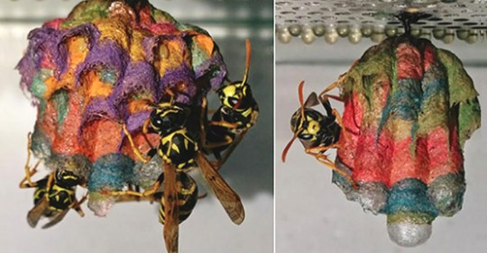 Wespen bauen Regenbogen-Nest aus buntem Papier