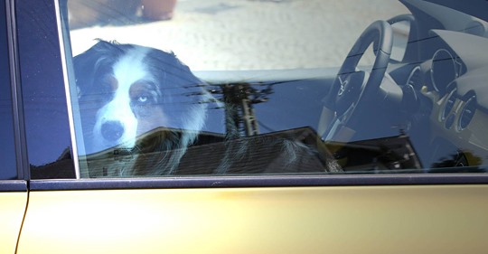Tierschützer fordern: Haltungsverbot für Menschen, die Hunde bei Hitze in Autos zurücklassen