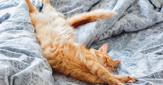5 gute Gründe, warum deine Katze in deinem Bett schlafen sollte