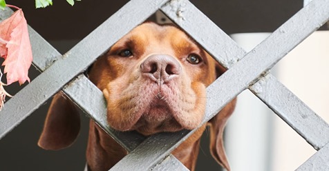 BRUTALER EINBRUCH WEGEN CORONA Stadt kriegt mehr Hunde  als Gewerbesteuer!