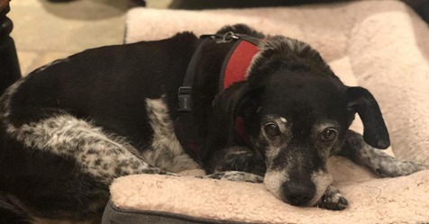 Familienhund verschwindet im Urlaub: Aus einer Woche Erholung wird ein Monat verzweifelte Suche