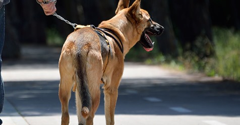 Gassi Gesetz  soll Hundehalter zum Spaziergang zwingen