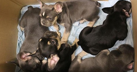   Nachrichten Panorama Aus aller Welt Zoll entdeckt fast 100 Hundewelpen in Kleintransporter Auf dem Weg nach Spanien Zoll entdeckt fast 100 Hundewelpen in Kleintransporter