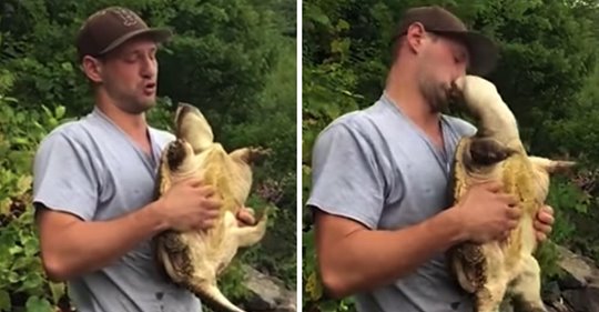 Ein Tierliebhaber versucht, die Schnappschildkröte zu küssen, und wird dann heftig in die Lippen gebissen
