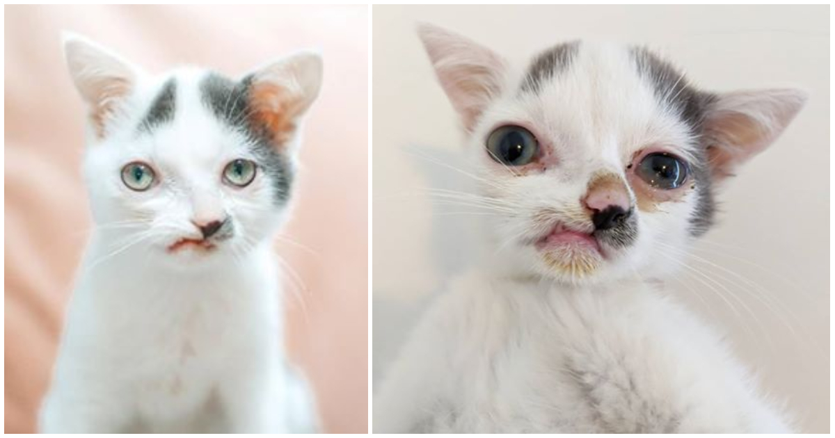 Katze wurde Schädelverformung geboren & hat „verdrehtes“ Gesicht: Sucht ein Zuhause