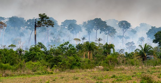 Amazonas steht so sehr in Flammen wie noch nie: Im August wurden 7.766 Feuer gezählt, wohl mit Absicht