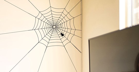 Spinnenfänger & Co.: So vertreiben Sie Spinnen aus dem Haus