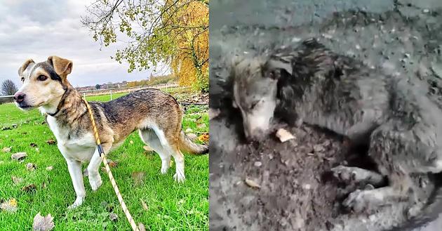 Zum Sterben zurückgelassen: Hund bekommt zweite Chance und ist nicht wieder zu erkennen