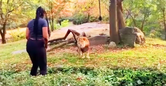 Eine Frau klettert in ein Löwengehege eines Zoos in der Bronx und scheint die Tiere zu provozieren