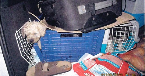 Zwischen Kartons, Plastikkisten und Kot: Polizei befreit elf Hundewelpen aus Fahrzeug