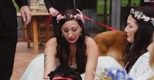 Todkranker Hund nimmt an Hochzeit seines Frauchens teil - Die Fotos gehen ans Herz!